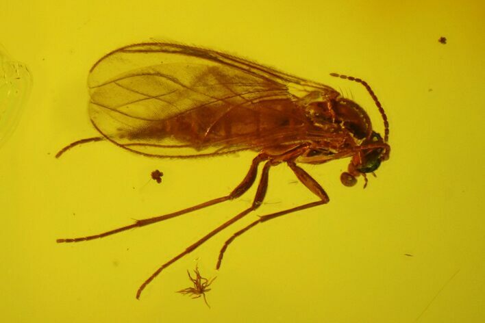Four Fossil Flies (Diptera) In Baltic Amber #173646